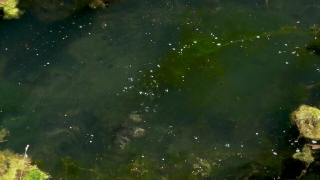 Wild duck swim and diving in pond in summer. Sunny day and wild animal life on and under water. Nature and lake. 
