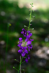 Violette Königskerze // Purple mullein (Verbascum phoeniceum) - Bulgarien
