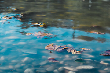 Yellow autumn leaves frozen in the lake