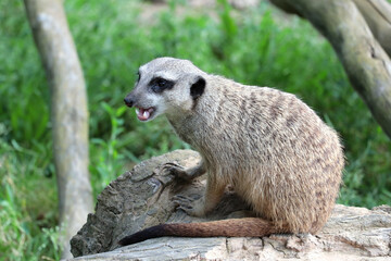 A vigilant meerkat guards its surroundings