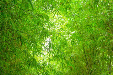 Bamboo leaf background. Asian Bamboo forest with sunlight. frame from fresh green bamboo leaves. abstract blurred bamboo leaf background. beautiful spring garden landscape panorama.