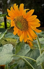 sunflower with bee
