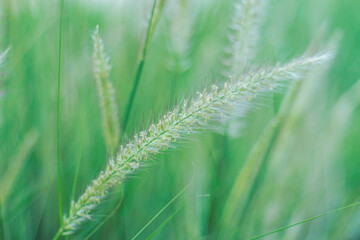 Close-up Desho grass Pennisetum pedicellatum , desho,Thailand 