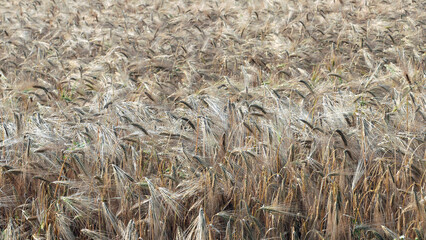 Shot of wheat ears, wheat field on a summer evening. harvest time.