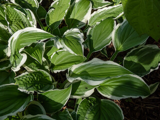 Obraz premium Hosta 'Ginko Craig' growing in the garden with narrow, deep green leaves with white, irregular margins that forms a dense mound of foliage