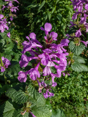 Close-up of the Big Betony (Stachys macrantha or grandiflora) 'Robusta' flowering with purple flower int he garden in summer