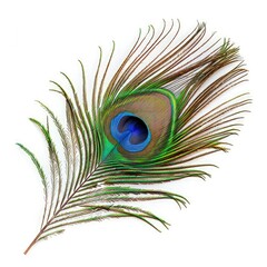 Fototapeta premium Graceful Peacock Feather Displayed on a Clean White Background, Emphasizing Its Unique Beauty and Texture