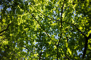 Green tree leaves. Juicy leaves. Texture of tangled branches.