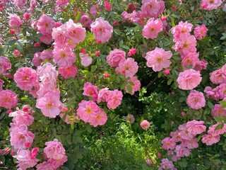 Vigorous rose rambling bush with pink flowers