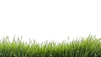 Fototapeta premium green grass isolated on transparent background cutout