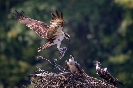 osprey in flight
