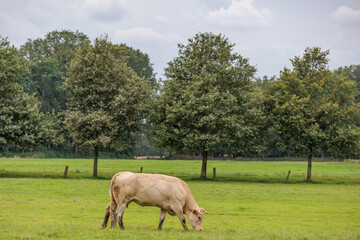 sommer im holländischen Achterhoek