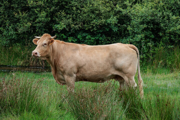 sommer im holl&auml;ndischen Achterhoek