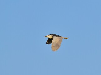 Nachtreiher (Nycticorax nycticorax) im Flug