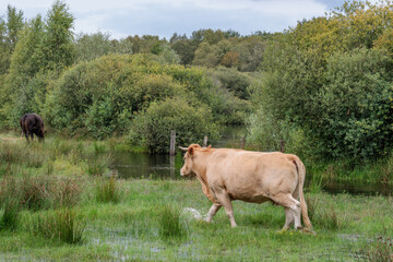 sommer im holländischen Achterhoek