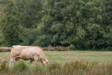 sommer im holländischen Achterhoek