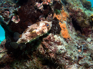 A Masked Porcupinefish swimming amongst corals Boracay Island Philippines