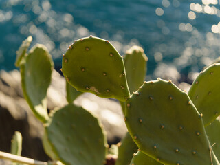 Background composed of beautiful prickly pear plant