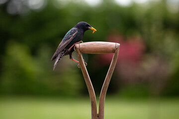 Common Starling eating meal worms perched on a garden fork handle
