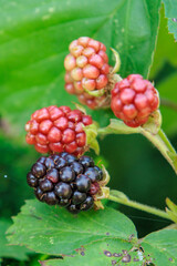 soomer im Münsterland