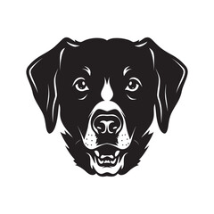 black labrador retriever dog