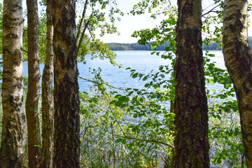 Fototapeta premium tree in the forest