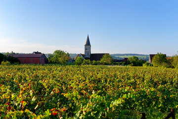 Champagne vineyards in Azy-sur-Marne village