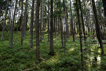 Fototapeta premium trees in the forest