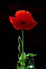 Single red poppy and bud silhouetted against a dark background