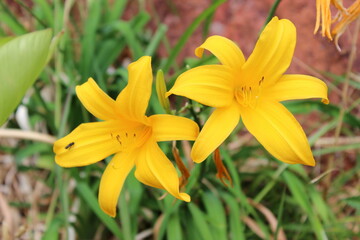 Gelbe Taglilie