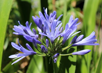 Afrikanische Schmucklilie, Agapanthus africanus © Reikara