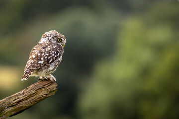 Little Owl perched on a bare branch looking for prey