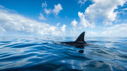 Naklejka premium Shark fin on surface of ocean against blue cloudy sky