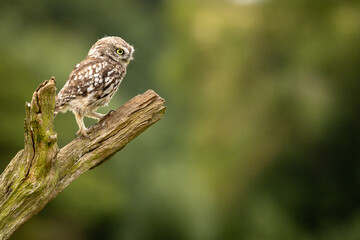 Little Owl on a bare branch hunting for prey