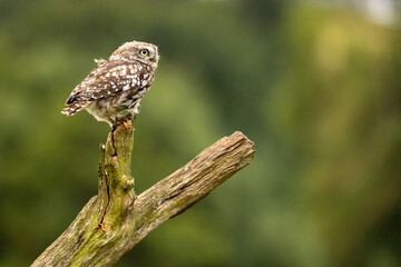 A Little Owl perched up high and alone on a branch, looking for danger or prey