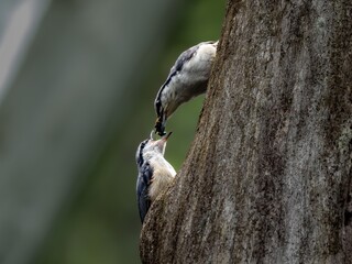 幼鳥にエサを与えるゴジュウカラ