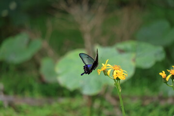 There is a Papilio dehaanii mountain Fuji side in Japan.