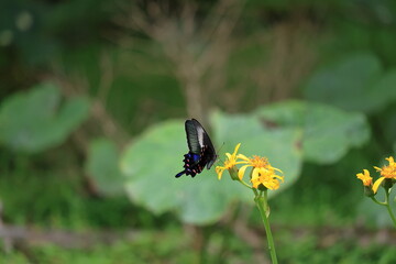 There is a Papilio dehaanii mountain Fuji side in Japan.