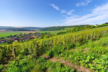 Fototapeta premium Champagne vineyards on the hillside of Bonneil village