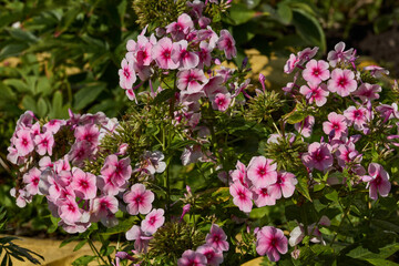 Phloxes blooms in the garden of a country house. Summer.