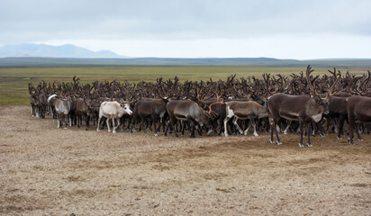 herd of deer in tundra