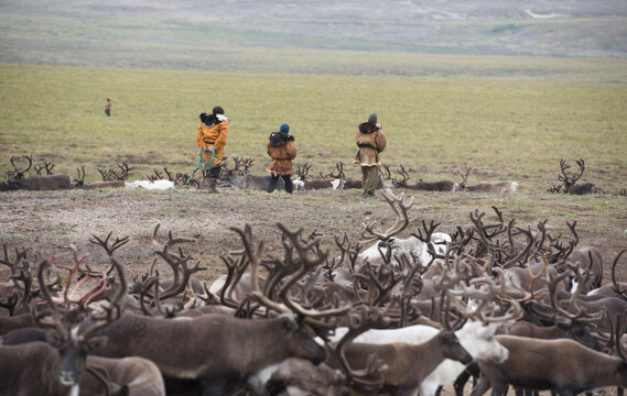 chukchi people watch herd of reindeers