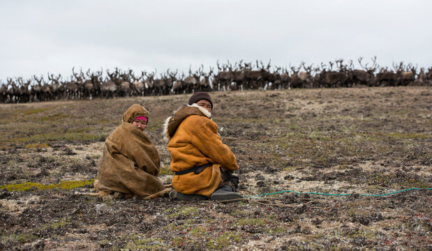 chukchi people watch herd of reindeers