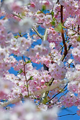 Kirschblüten im Frühling 