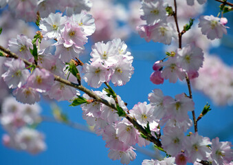 Kirschblüte in Deutschland