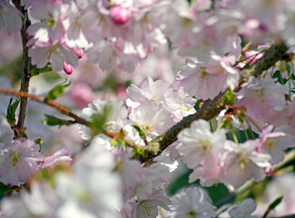Kirschblüte in Deutschland