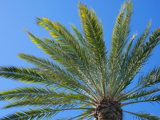Background of a mediterranean palm on a blue sky