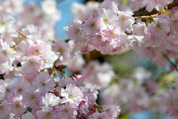 Der Frühling ist da