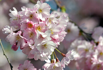 Kirschblüte in Deutschland