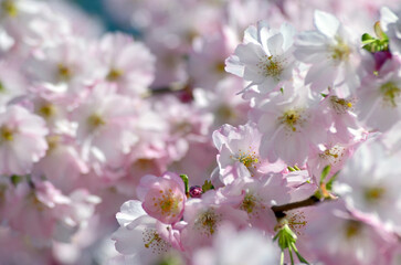 Kirschblüten im Frühling 